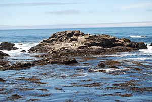 Tide pool salt point state park ca