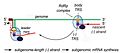 Transcription of nested mRNAs