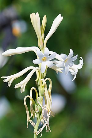 Tuberose flower.jpg