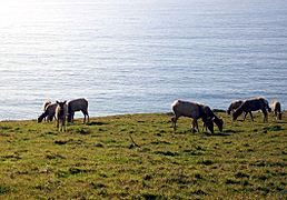 Tule Elk Point Reyes