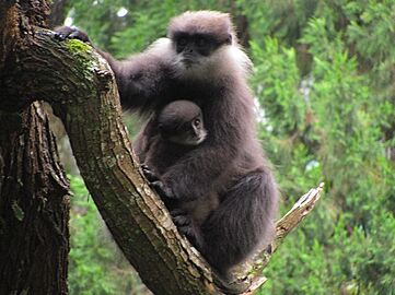 Weissbartlangur