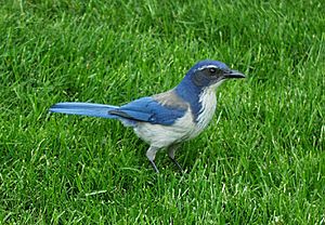 WesternScrubJay2