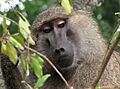 Yellow Baboon, Tanzania