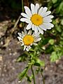 20210616 GT Oxeye Daisy