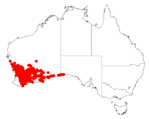 Acacia erinaceaDistMap333.png