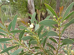 Acacia penninervis (5368395701)