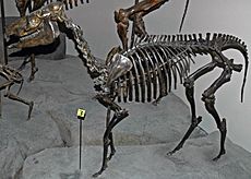 Acritohippus isonesus