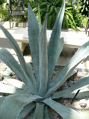 Agave americana4