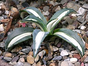 Agave americana 'Medio-Picta' Plant 3264px