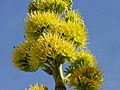 Agave deserti flower