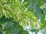 Ailanthus altissima1