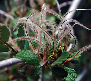 Alderleaf Mountain Mahogany.jpg