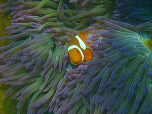 Amphiprionpercula fitzroyis