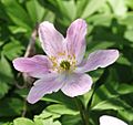 Anemone nemorosa pink 240406