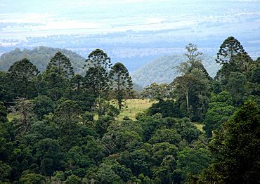 Araucaria bidwillii trees.jpg