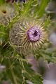 Asteraceae cirsium brevistylum Indian thistle