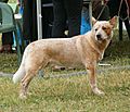 Australian Cattle Dog red