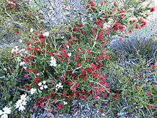 Beaufortia cyrtodonta (habit)