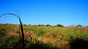 Bellwood Quarry Field