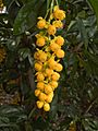 Berberis valdiviana 120502-2