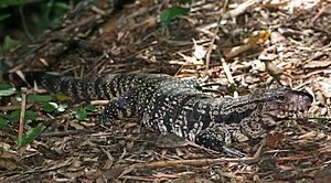 Black and White Tegu.jpg