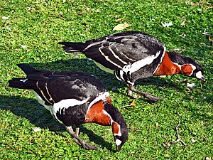 Branta ruficollis