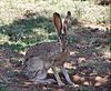 Lepus californicus