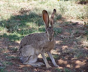 Btjackrabbit