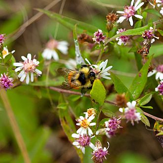 Calico aster (25708681016) 2100x2100