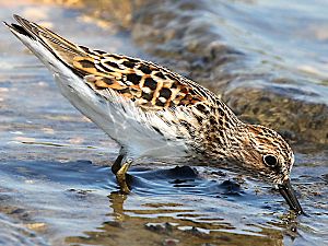 Calidris minutilla-foraging