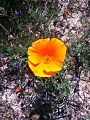 Californian Golden Poppy Flower