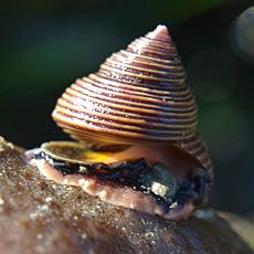 Calliostoma ligatum 2