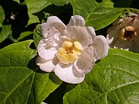 Calycanthus chinensis 2020-06-23 9533