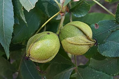 Carya cordiformis (Bitternut Hickory) (37064132791)