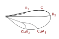 Cecidomyiinae wing veins