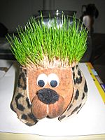 Chia pet