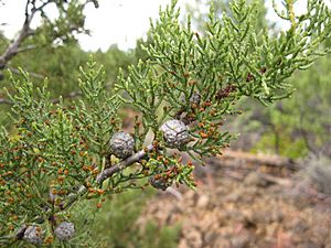 Cupressus bakeri foliage and cones1.JPG