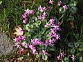 Cyclamen coum clump2