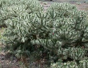 Cylindropuntia rosea.jpg