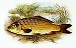 Cyprinus carpio 1879.jpg