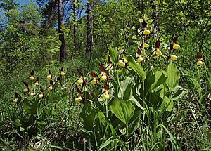 Cypripedium calceolus 02 mg-k