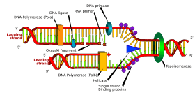 DNA replication en