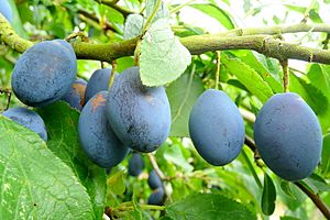 Damson plum fruit.jpg