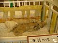 EverlandAnimalNursery