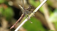 Female Orthetrum villosovittatum lateral view (26466295624)