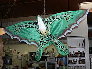 Frog kite 01284