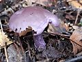 GT Amethyst Deceiver Laccaria amethystina