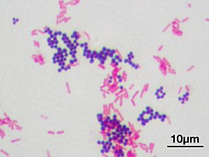 Gram stain 01