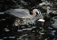 Great Blue Heron spears Herring