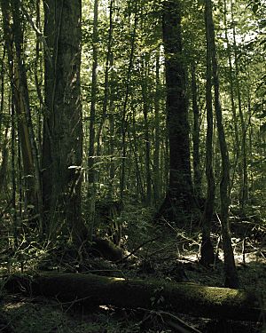 Great dismal swamp